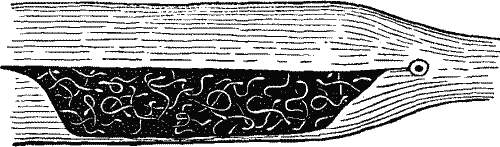 No. 7. Pouch of Pipe-Fish.