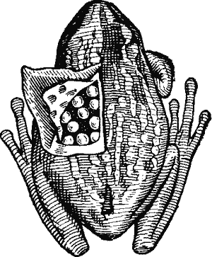 Pouched Frog.