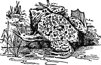 No. 8. The Surinam Toad.