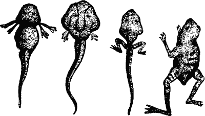 Tadpoles and Young Frog.