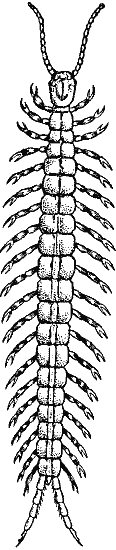 Centipede.
