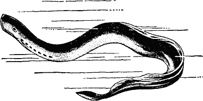 A Lamprey.