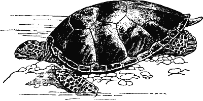 Turtle.