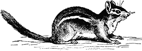 Chipmunk.