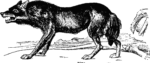 A Wolf.