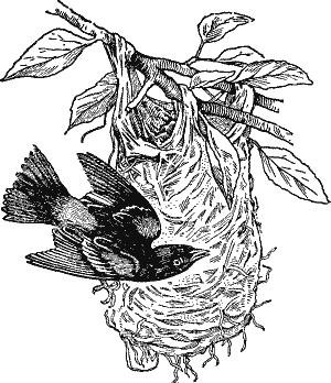 Baltimore Oriole and Nest.