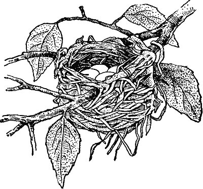 Nest of Red-eyed Vireo.