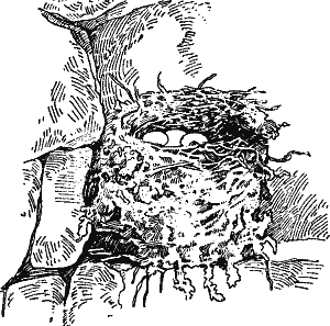 Nest of Phoebe.