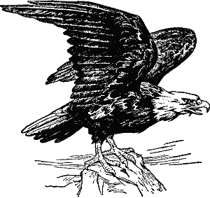 Eagle.