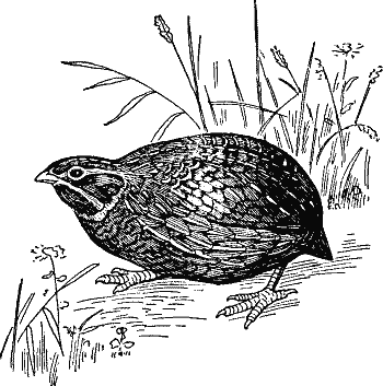 Quail.