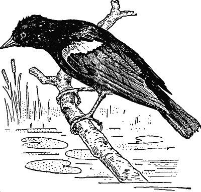 Red-winged Blackbird.