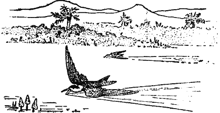 A bird flying