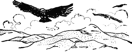 A large bird flying