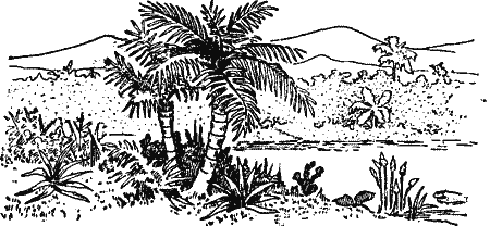 Palm trees