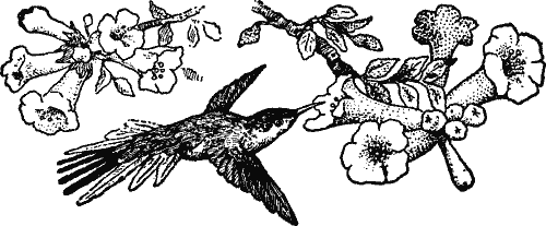 A humming bird approaching a flower