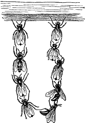 Cluster of Bees.
