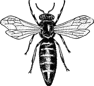 Queen Bee.