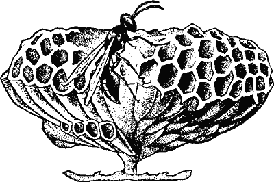 Wasps' Nest.