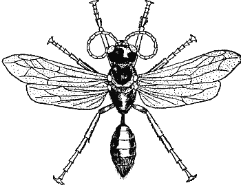 The Sand-Wasp.