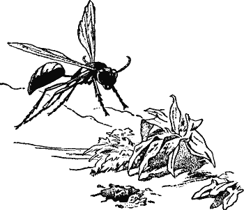 Wasp and Hole in the Sand.