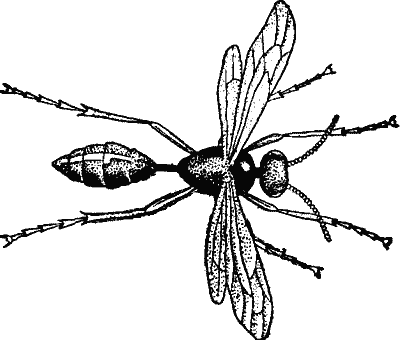 A wasp