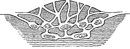 Section Through Leaf-cutting Ant’s Nest.