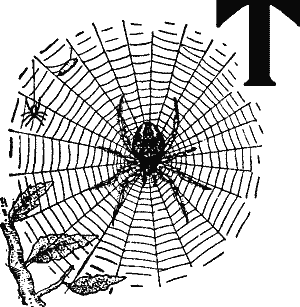 T, decorated with a spider’s web