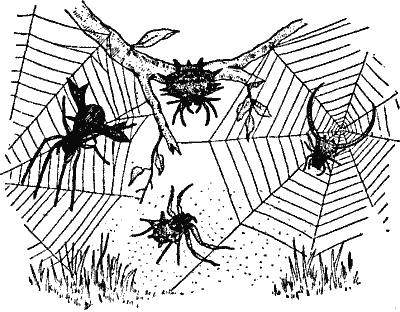 Four Different Spiders.