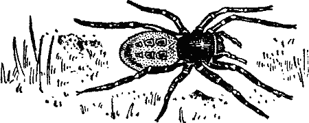 Jumping Spider.