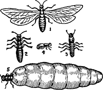 Fig. 1. 1, Winged termite; 2, wingless termite; 3, soldier; 4, worker; 5, female swollen with eggs.