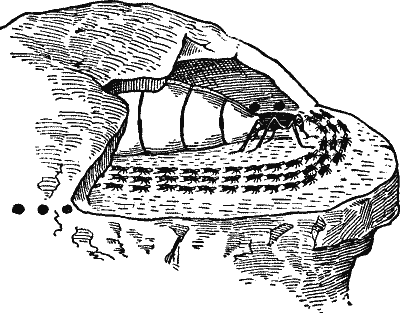 Fig. 2. The Queen Ant; and the Workers Carrying away the Eggs.