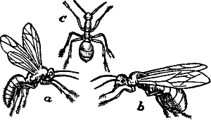 Fig. 3. Red, or Horse-Ant (Formica rufa.) a, male; b, female, winged; c, worker.