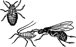 Fig 4. Apple Aphis (Eriosoma Mali).
