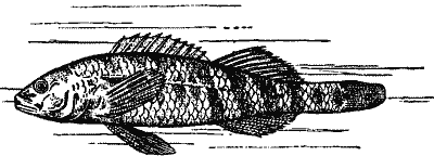 Rainbow Darter.