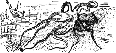 Cuttle-fish