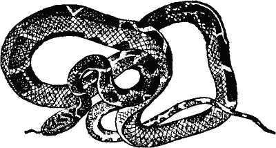 King Snake.