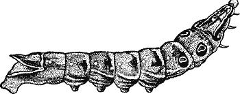 Fig. 3.--The Caterpillar of the Elephant Hawk-Moth (Chaerocampa elpenor). Full grown. Natural size.