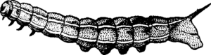 Fig. 5.--The Caterpillar of the Elephant Hawk-Moth (Chaerocampa elpenor). Second Stage.