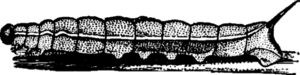 Fig. 6.--The Caterpillar of the Elephant Hawk-Moth (Chaerocampa elpenor). Just before the second moult.