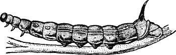 Fig. 8.--The Caterpillar of the Elephant Hawk-Moth (Chaerocampa elpenor). Fourth Stage.