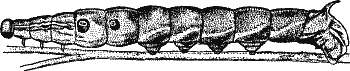 Fig. 9.--The Caterpillar of the Elephant Hawk-Moth (Chaerocampa elpenor). Fifth Stage.