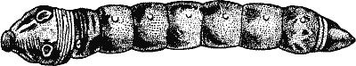 Fig. 10.--The Caterpillar of the Small Elephant Hawk-moth (Chaerocampa porcellus).