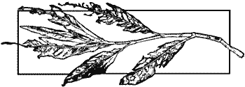 Stalk with partly-eaten leaves