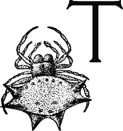 T, decorated with a spider