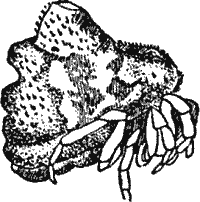 Fig. 3.--Ulesanis Americana (from Emerton).