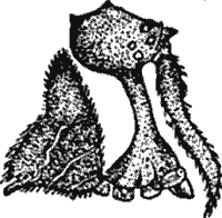 Fig. 4.--Eriauchenus Workmanni (from Cambridge).