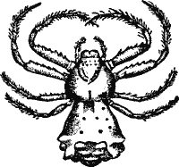 Fig. 5. Ornithoscatoides Decipiens (from Cambridge).