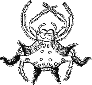 Fig. 6.--Gasteracantha Crepidophora (from Cambridge).