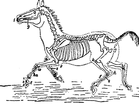 Skeleton of Horse or Ass.