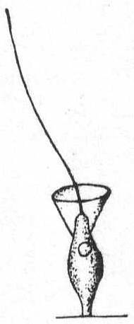 Monosiga fusiformis